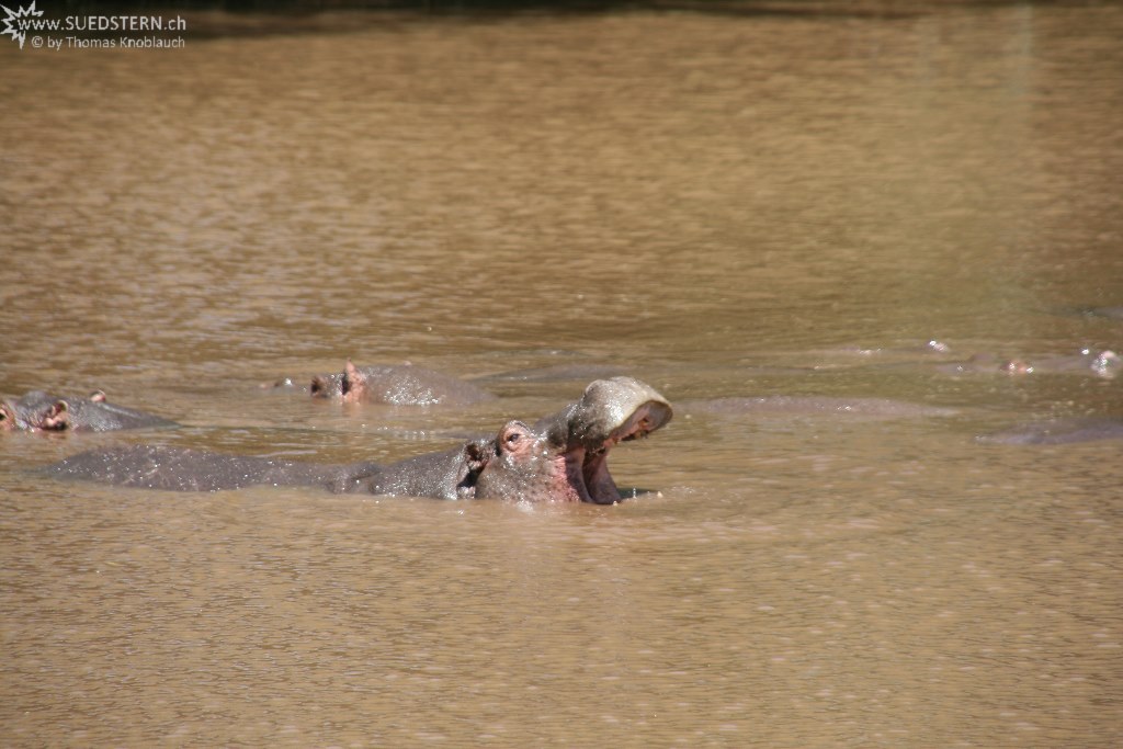 IMG 7883-Hippo in Kimana River